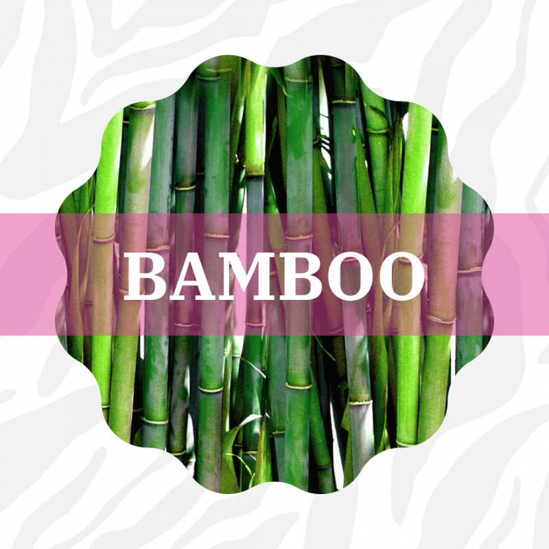 Bamboo